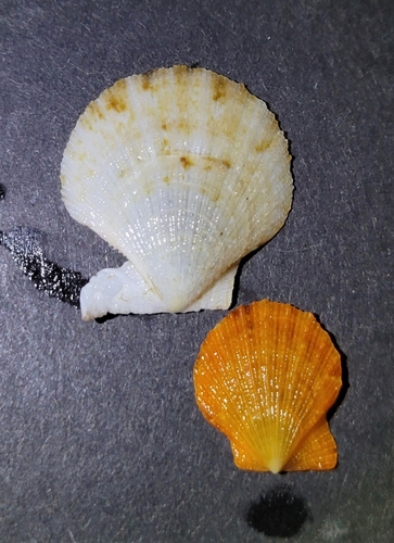 Crassadoma gigantea observed 2026-10-28