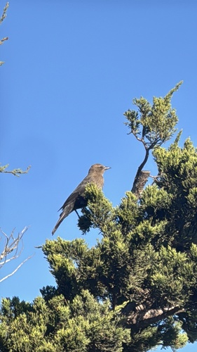 Euphagus cyanocephalus observed 2026-10-27