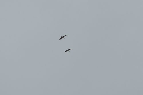 Threskiornis spinicollis, 2026-10-28