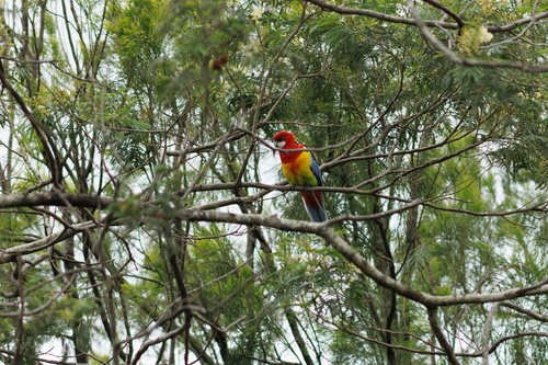 Platycercus eximius observed 2026-10-28