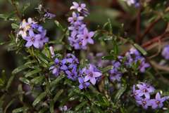 Halgania andromedifolia