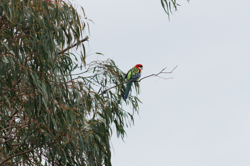 Platycercus eximius observed 2026-10-28
