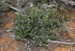 Halgania andromedifolia