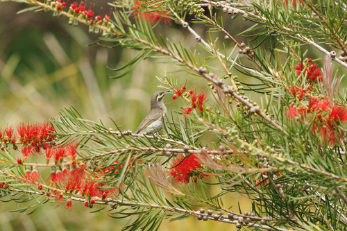 Caligavis chrysops observed 2026-10-28