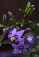 Halgania andromedifolia
