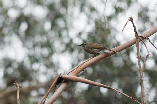 Caligavis chrysops observed 2026-10-28
