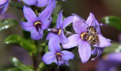 Halgania andromedifolia