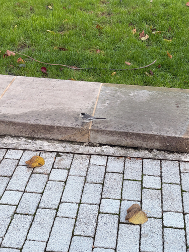 Motacilla alba observed 2026-10-28