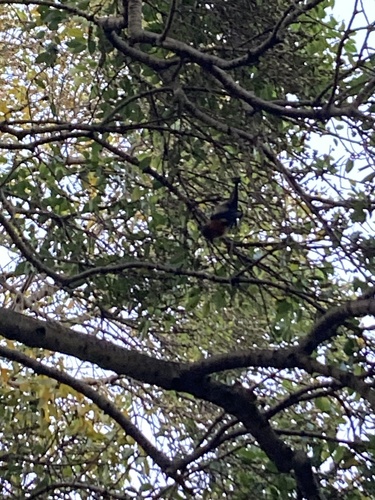 Pteropus observed 2026-10-28