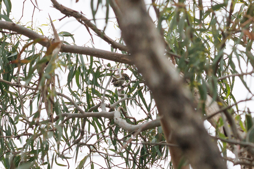 Caligavis chrysops observed 2026-10-28