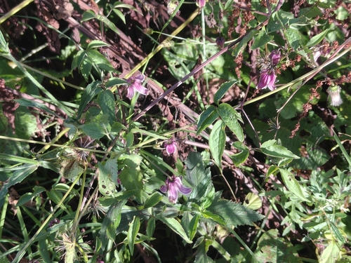 Clematis lasiandra, 2026-10-28