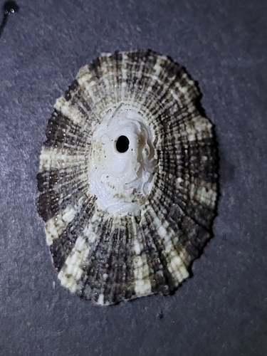 Diodora observed 2026-10-28