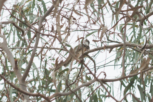 Pachycephala observed 2026-10-28