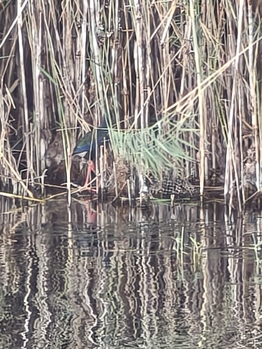 Porphyrio porphyrio observed 2026-10-28