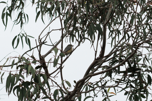 Pachycephala observed 2026-10-28