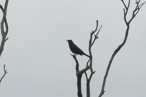 Turdus merula, 2026-10-28