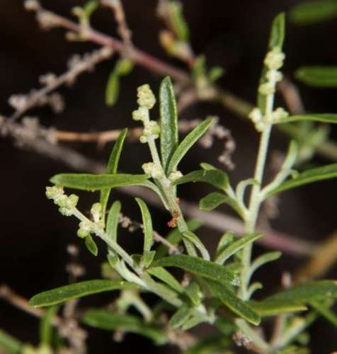Image of Chenopodium wilsonii by (c) Russell Best, some rights reserved (CC BY)
