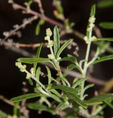 Chenopodium wilsonii