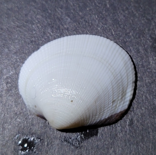 Leukoma staminea observed 2026-10-28