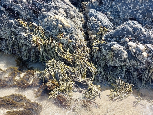 Hormosira banksii observed 2026-10-26
