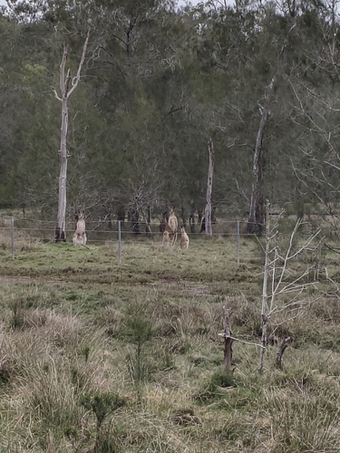 Macropus observed 2026-10-28