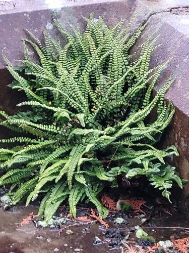 Asplenium observed 2026-10-28