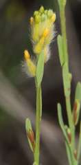 Pimelea trichostachya