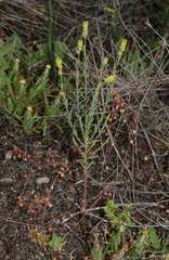 Pimelea trichostachya