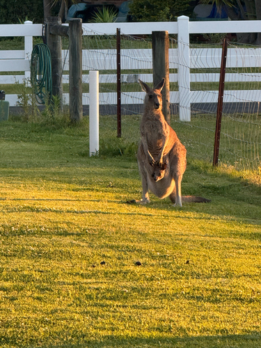Macropus observed 2026-10-28
