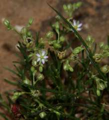 Spergularia diandra