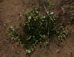 Spergularia diandra