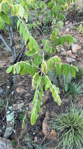 Morula observed 2026-10-28