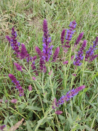 Salvia nemorosa