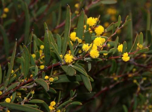 Image of Acacia halliana by (c) Russell Best, some rights reserved (CC BY)