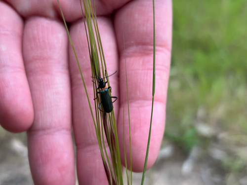 Chauliognathus observed 2026-10-28