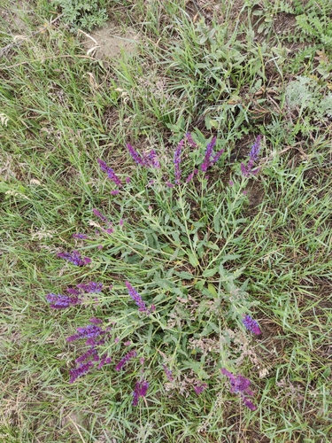 Salvia nemorosa