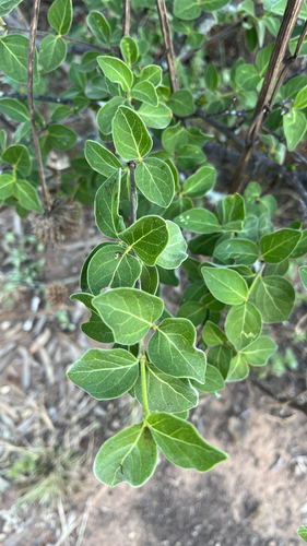 Canthium observed 2026-10-28