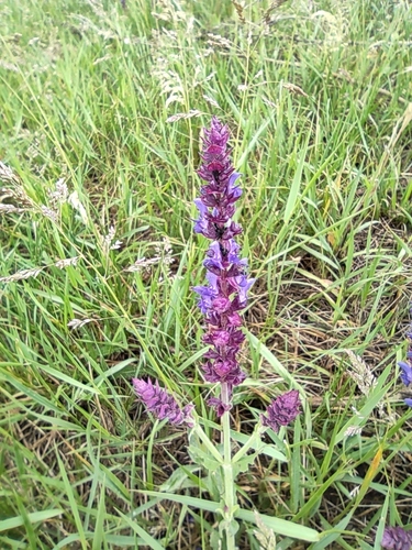 Salvia nemorosa