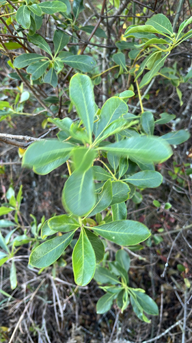 Pittosporum observed 2026-10-28