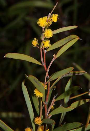 Hall's Wattle (Acacia halliana)