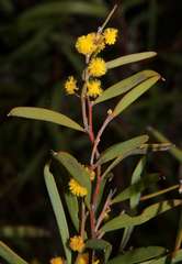 Acacia halliana