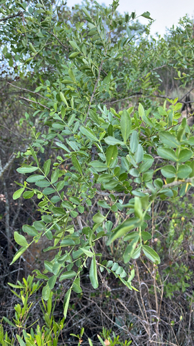 Zanthoxylum observed 2026-10-28