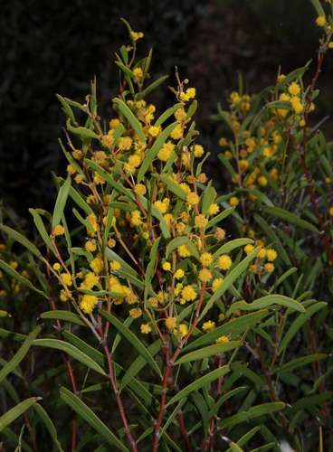 Image of Acacia halliana by (c) Russell Best, some rights reserved (CC BY)