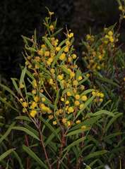 Acacia halliana