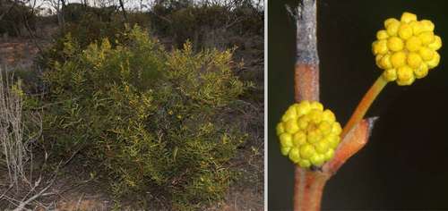 Image of Acacia halliana by (c) Russell Best, some rights reserved (CC BY)