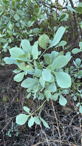 Rhus observed 2026-10-28