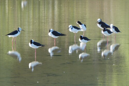 Himantopus leucocephalus observed 2026-10-27