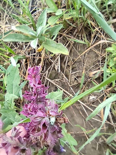 Salvia nemorosa