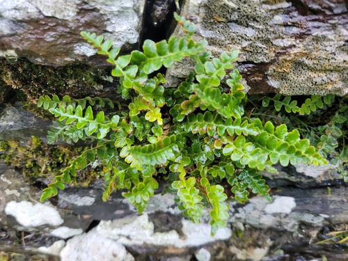 Asplenium observed 2026-10-28