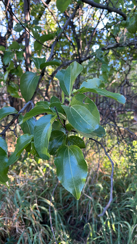Ziziphus observed 2026-10-28